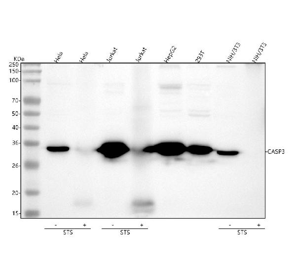 WB - Anti-Caspase 3 Rabbit Monoclonal Antibody ABO16560